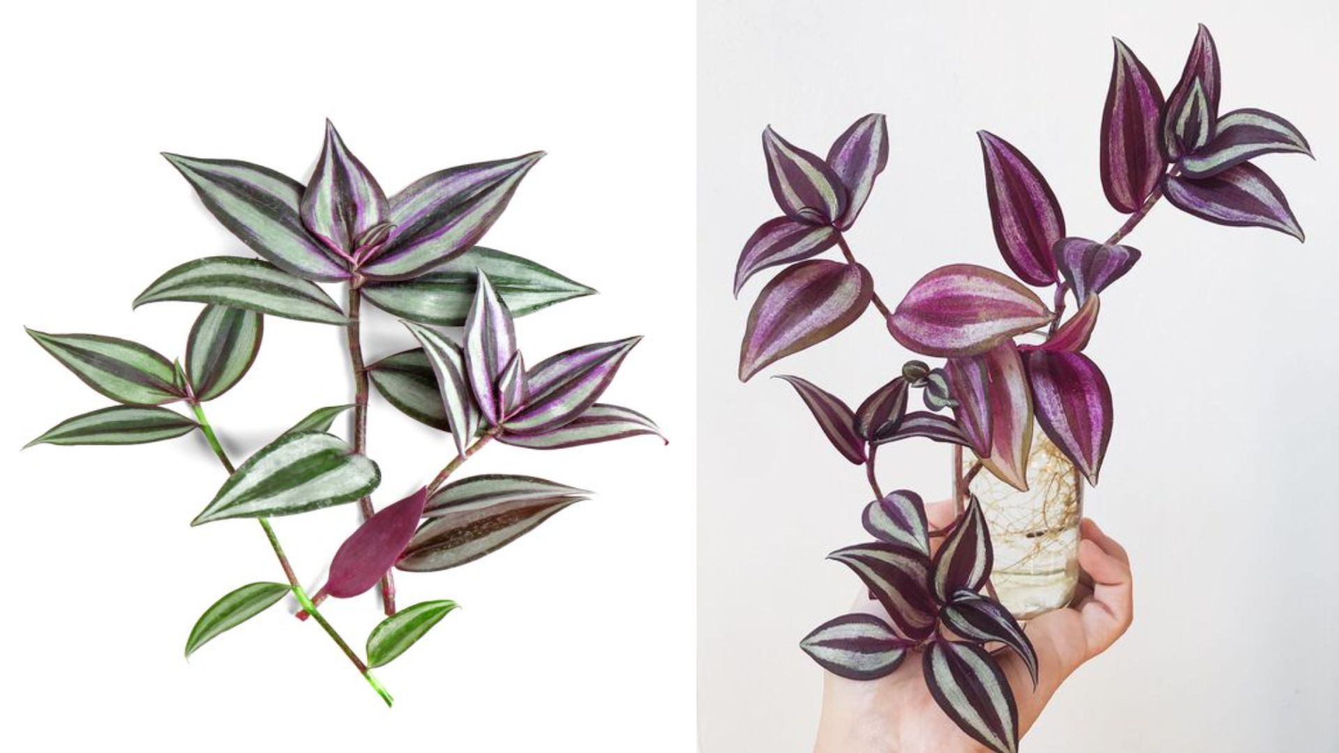 Cây Thài Lài Tía Là Gì?